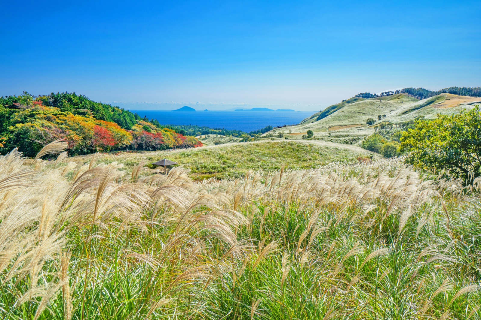 細野高原ツリーハウス村キャンプ場の風景